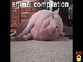 Eine Fette Tier Compilation