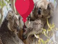Wie Koalas feiern Valentinstag