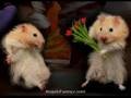 /bcc6dd33aa-funny-hamsters