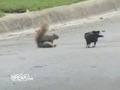 Amazing Squirrel Fights off Crows