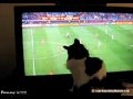 Kitteh Watches World Cup