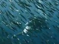Swimming in a Sea of Sardines