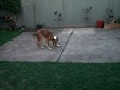 Blind Dog Plays Fetch