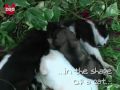 Katze adoptiert 3 Hunde Babys