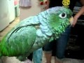 Papagei immitiert Baby