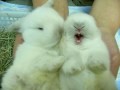 Snuggling Rabbits