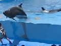 Dolphin Attempts To Escape