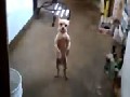 Cute dancing Chihuahua