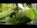 The Venus flytrap eats a long Worm
