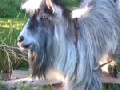 http://www.funsau.com/video/the-beat-goats-on