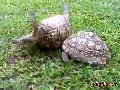 Schildkröte rettet Schildkröte