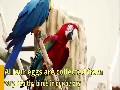 /9020927282-available-fertile-parrots-eggs-ostrich-and-parrots-for-sale
