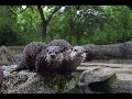 Lustige schreiende Otter