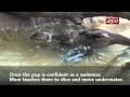Otter Pups Swim Lesson