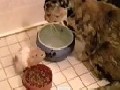 Hamster ärgert Katzen!