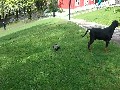 The crow attacked a dog