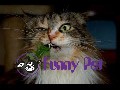 /58e5b13ca4-funny-videos-funny-cats-funny-pranks-funny-animals-vid