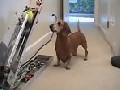 Hund spielt mit sich selbst