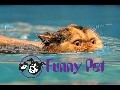 /f5c4637de7-funny-videos-funny-cats-funny-pranks-funny-animals-vid