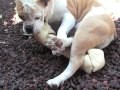 English Bulldog playing with a rawhide bone