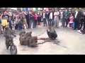 funny monky video 2014