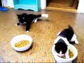 Funny drunk cats