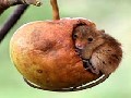 http://www.inspirefusion.com/mouse-takes-daytime-nap-into-hanging-apple/