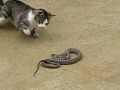 Katze vs. Schlange