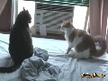 Street Fighter Cats