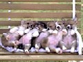 Cute Sleeping Puppies in a Bench