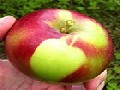 http://www.inspirefusion.com/apple-shape-found-on-apple/