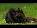 Wild Wives of Africa : Bonobo Love
