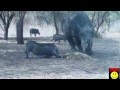 Nashorn vs. Wildschwein