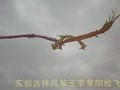 Dragon Kites
