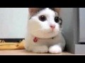 Super Cats - Das lustigste Katzenvideo!