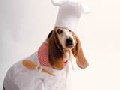 What a cool and cute dog cook!