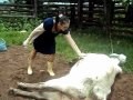 Woman got a kick from a mad cow in her head
