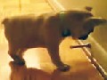 Bulldogge Welpe kämpft gegen Türstopper