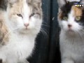 Kentucky Town Overrun By Stray Cats!
