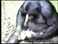 Affe macht sich ein Steinwerkzeug