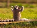Funny & Cute Animals Doing Yoga