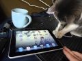 Cute iPad kitteh