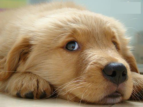 http://mukundcreations.com/blog/index.php/2010/05/the-most-15-innocent-puppies-pictures-are-looking-at-you/