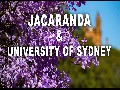 Wunderschöne Jacaranda Bäume in voller Blüte in Sydney