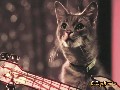 /afedee2bfb-cat-band