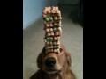 Dog balancing treats