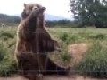 Ein Bär verabschiedet sich