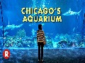 Diving Into Chicago's Shedd Aquarium // One of the World's L
