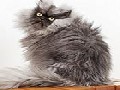 Colonel Meow – The Cat with World’s Longest Fur