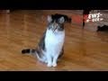Katze & Maus! Witziges Video.